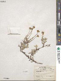 Eriophyllum lanatum image