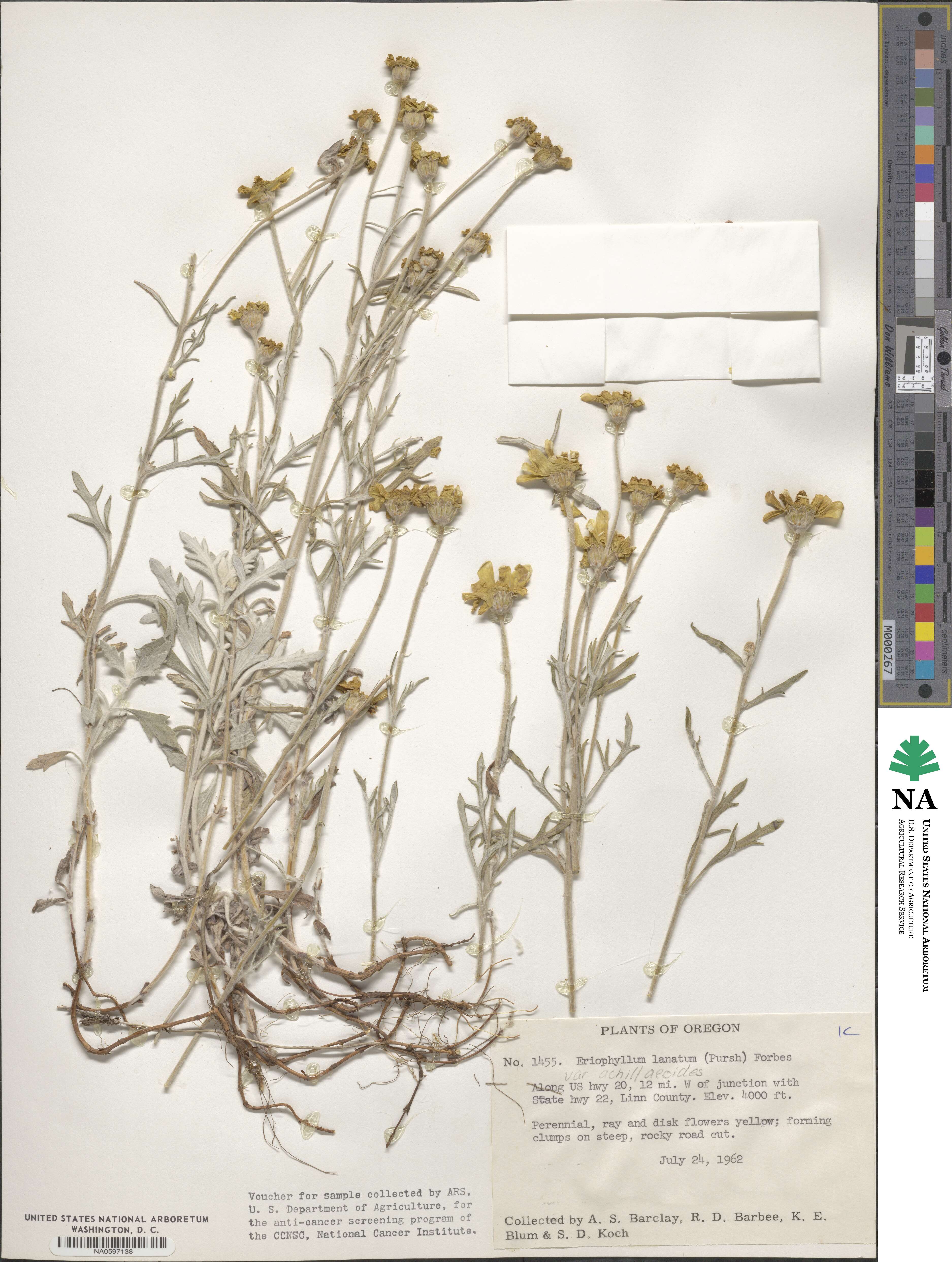 Eriophyllum lanatum image