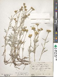 Eriophyllum lanatum image