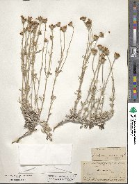 Eriophyllum lanatum var. achilleoides image