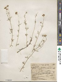 Eriophyllum lanatum image