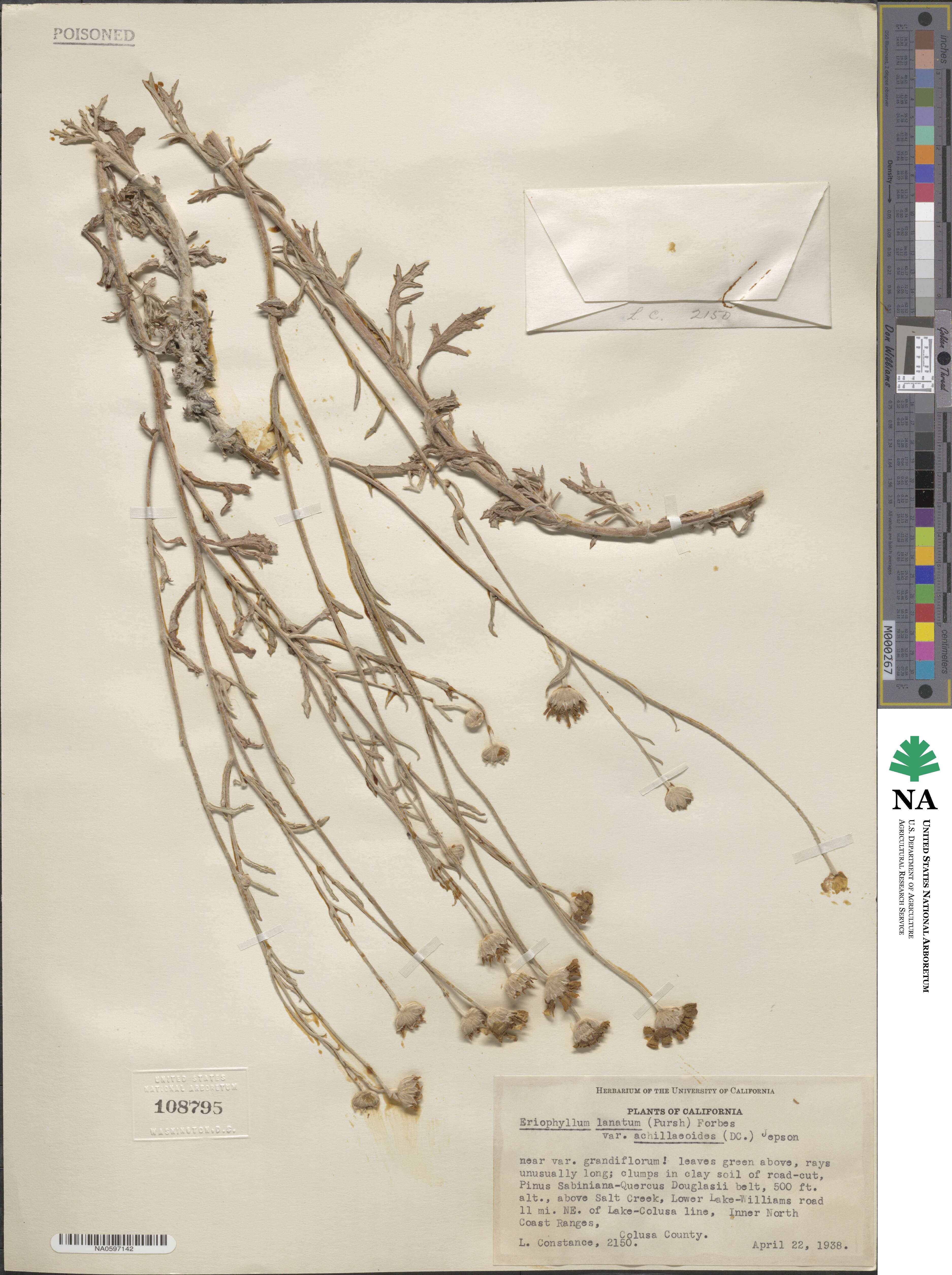 Eriophyllum lanatum var. achilleoides image