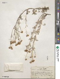 Eriophyllum lanatum var. achilleoides image