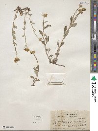 Eriophyllum lanatum image