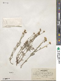 Eriophyllum lanatum var. integrifolium image