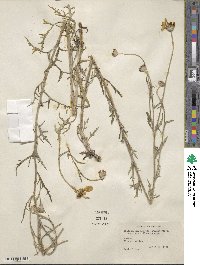 Eriophyllum lanatum image