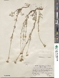 Eriophyllum lanatum image