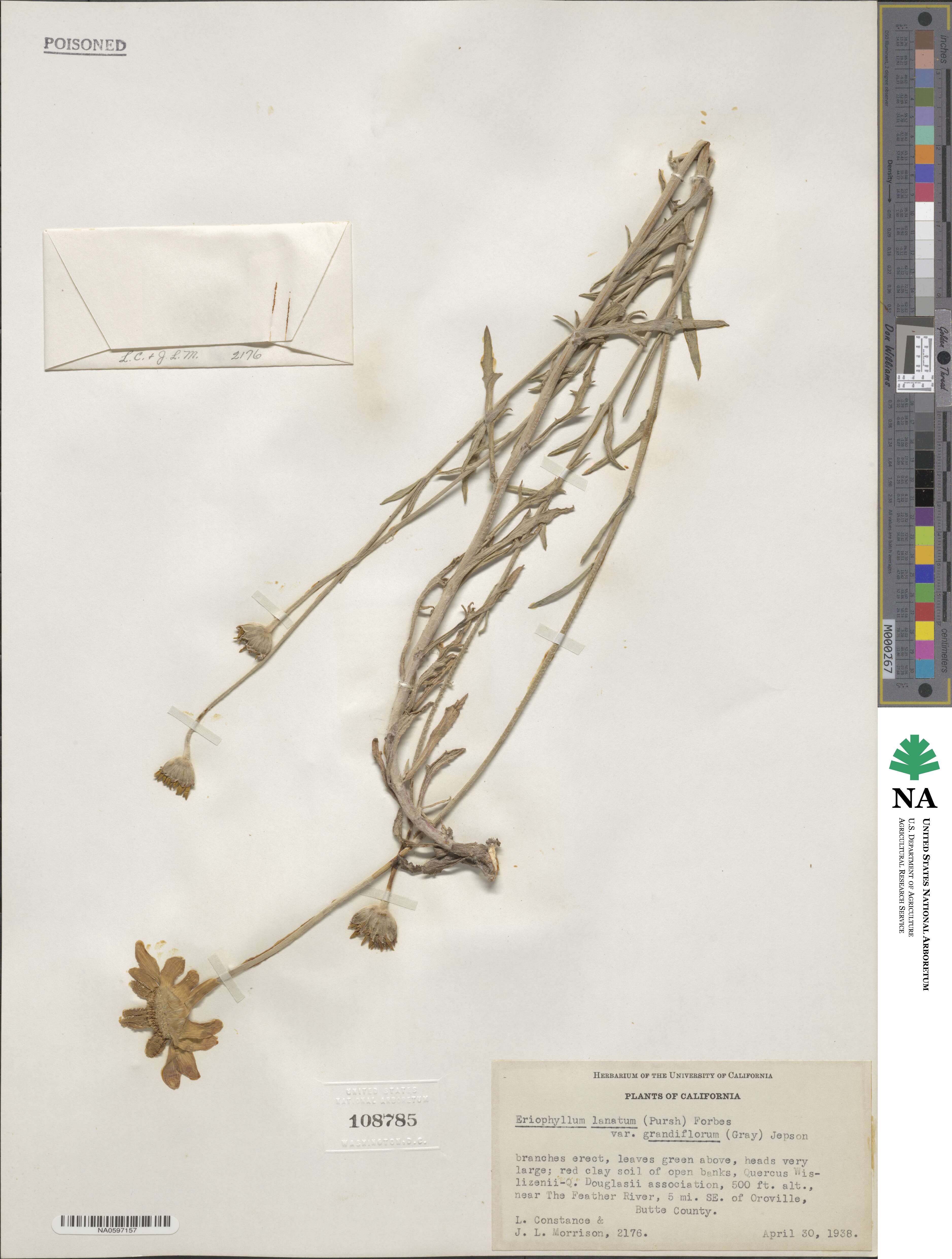 Eriophyllum lanatum var. grandiflorum image