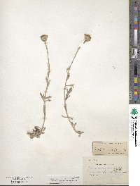 Eriophyllum lanatum image