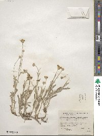 Eriophyllum lanatum var. integrifolium image