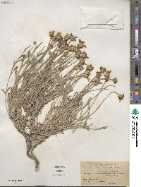 Eriophyllum lanatum var. integrifolium image