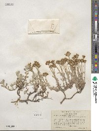 Eriophyllum lanatum var. integrifolium image