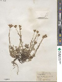 Eriophyllum lanatum var. integrifolium image