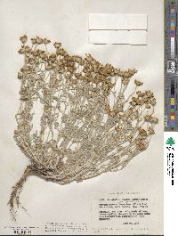 Eriophyllum lanatum image