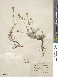 Eriophyllum lanatum var. integrifolium image