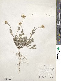 Eriophyllum lanatum var. integrifolium image