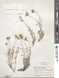 Eriophyllum lanatum image