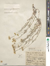 Eriophyllum lanatum var. integrifolium image