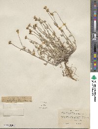 Eriophyllum lanatum var. integrifolium image