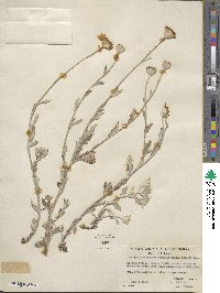 Eriophyllum lanatum image