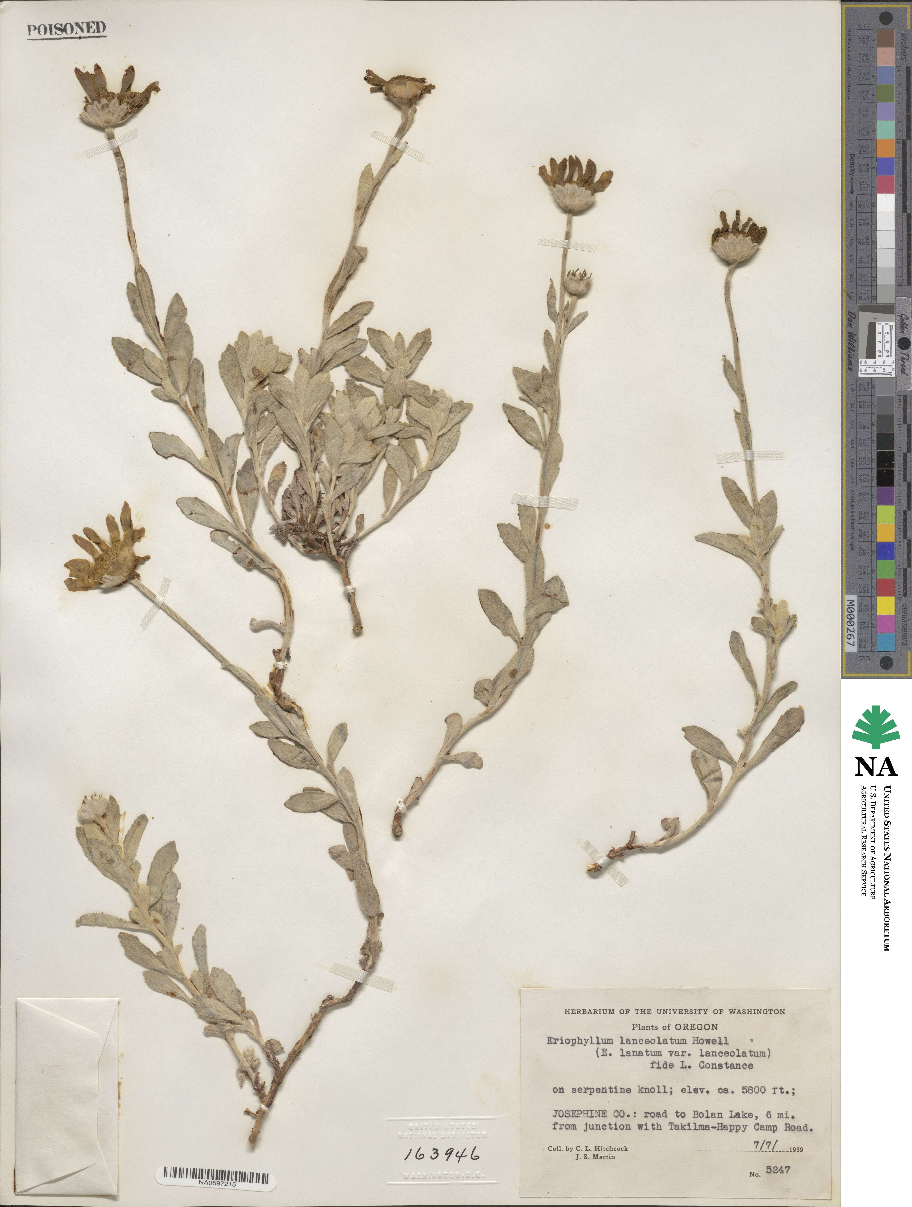 Eriophyllum lanatum var. lanceolatum image