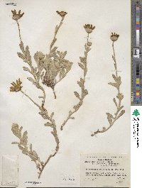 Eriophyllum lanatum var. lanceolatum image