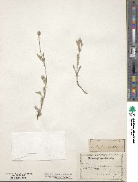 Eriophyllum lanatum image