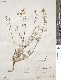 Eriophyllum lanatum image