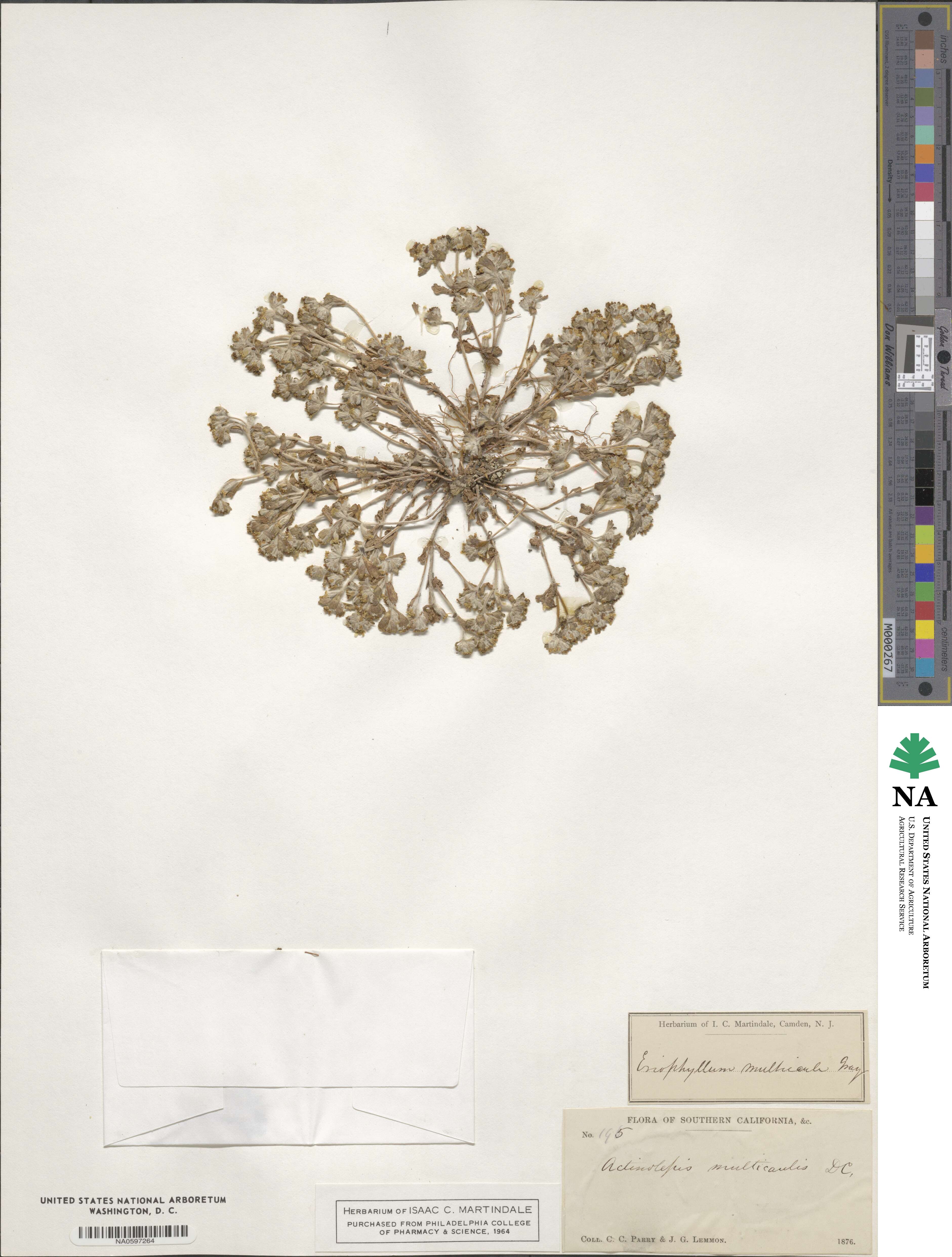 Eriophyllum multicaule image