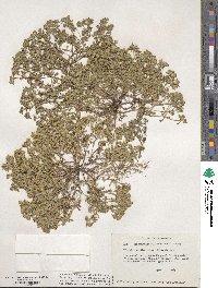 Eriophyllum multicaule image