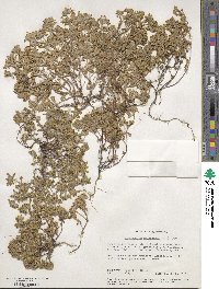 Eriophyllum multicaule image