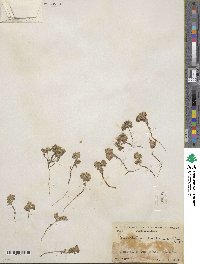 Eriophyllum multicaule image