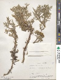 Eriophyllum staechadifolium image