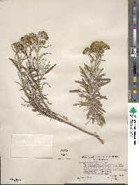 Eriophyllum staechadifolium image