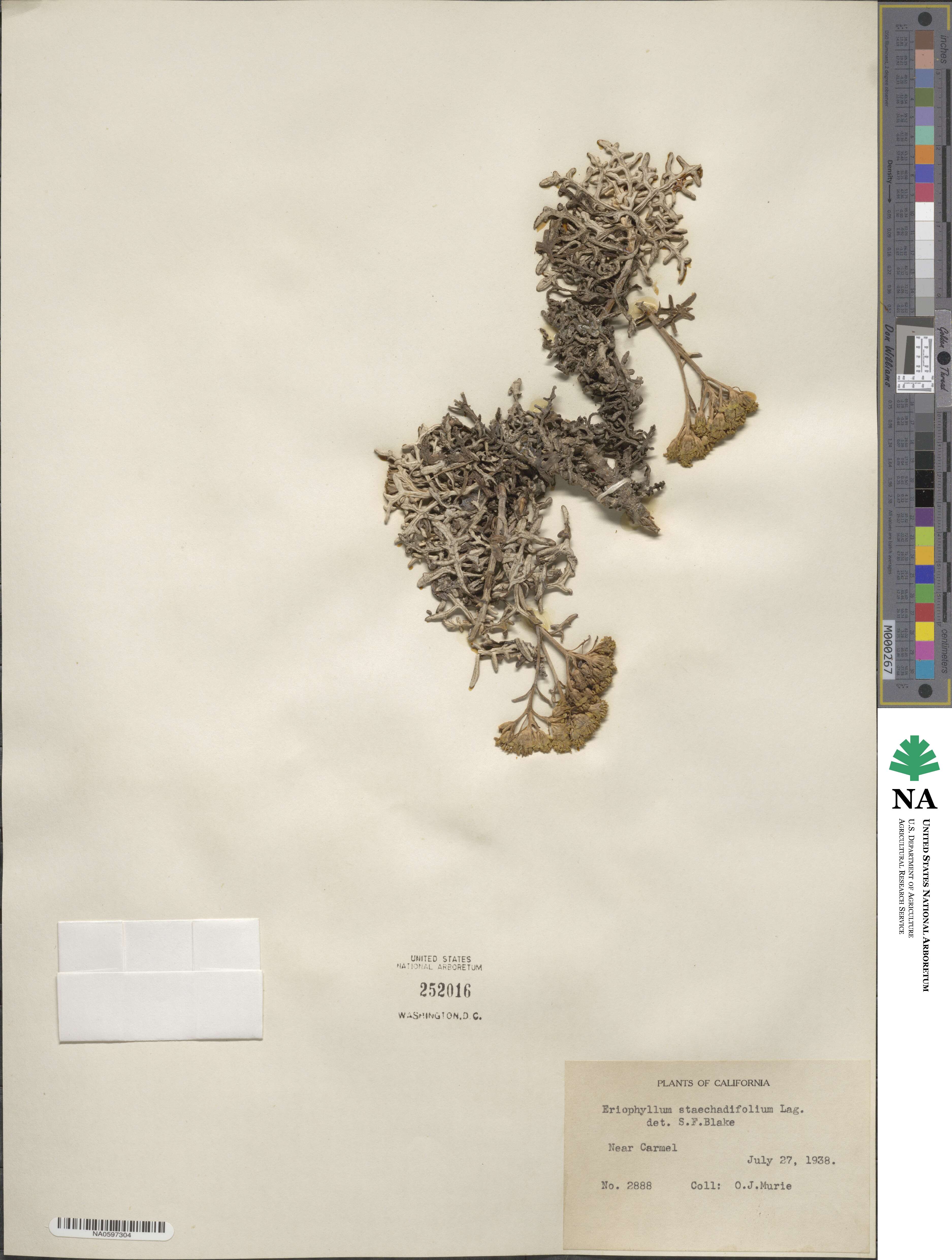 Eriophyllum staechadifolium image