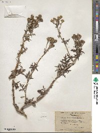 Eriophyllum staechadifolium image