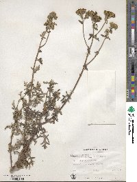 Eriophyllum staechadifolium image