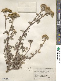 Eriophyllum staechadifolium image