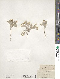 Eriophyllum wallacei image