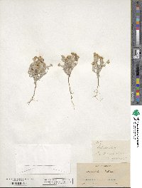 Eriophyllum wallacei image