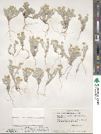 Eriophyllum wallacei image