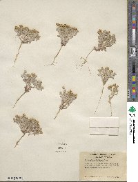 Eriophyllum wallacei image