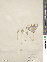 Eriophyllum wallacei image