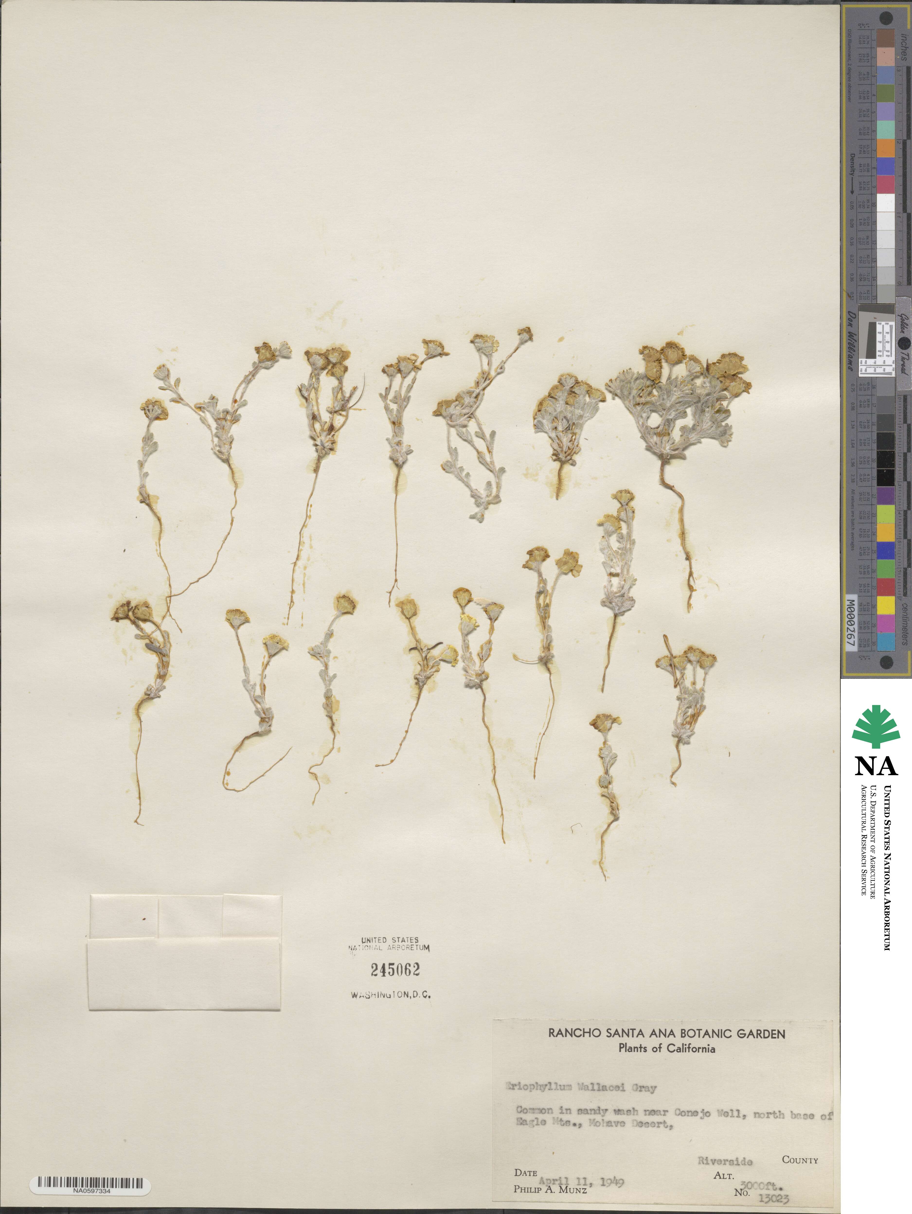 Eriophyllum wallacei image