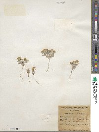 Eriophyllum wallacei image