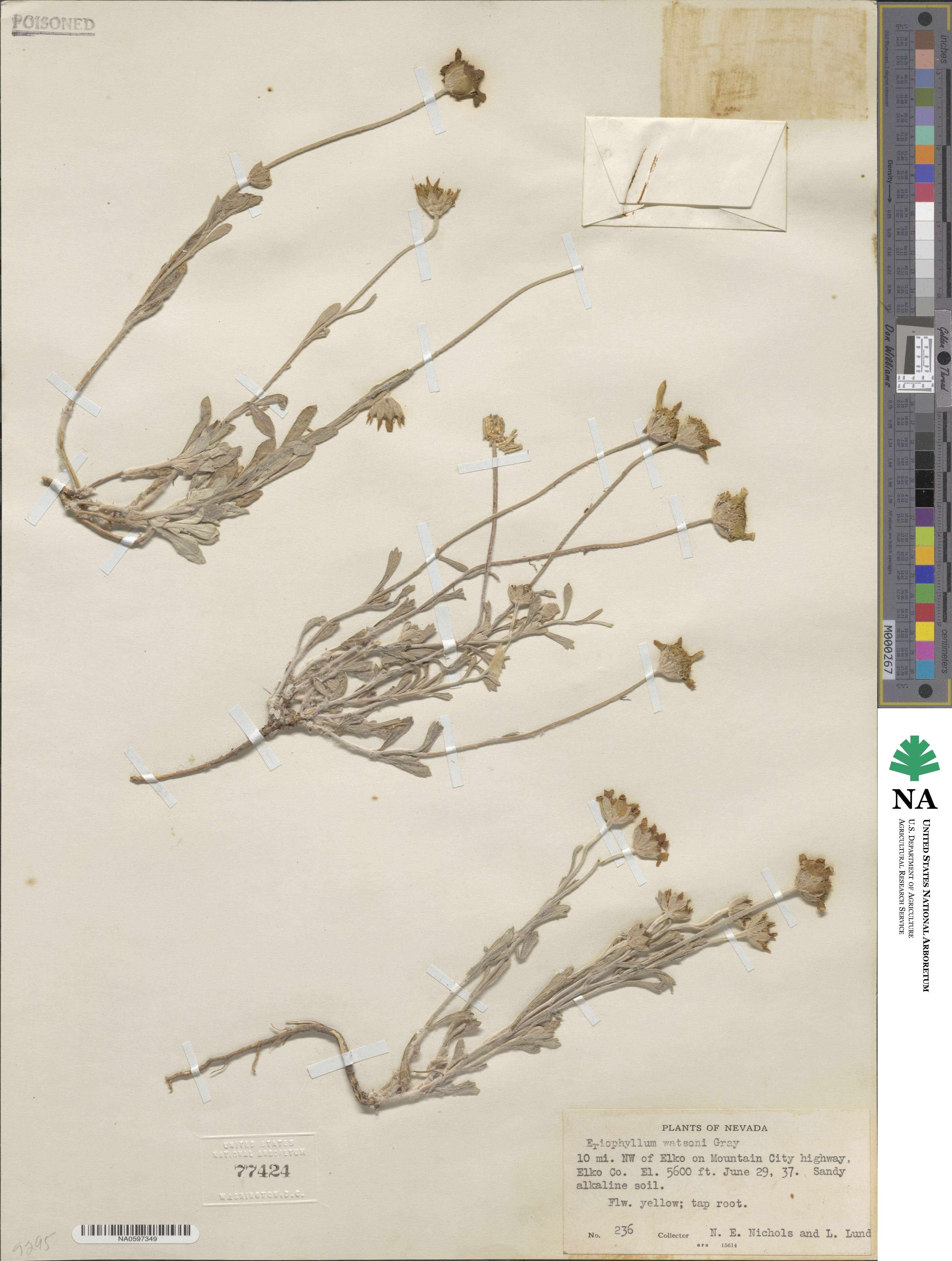 Eriophyllum lanatum var. leucophyllum image