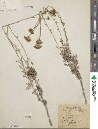 Eriophyllum confertiflorum image