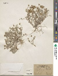 Eriophyllum wallacei image