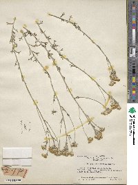 Eriophyllum confertiflorum image