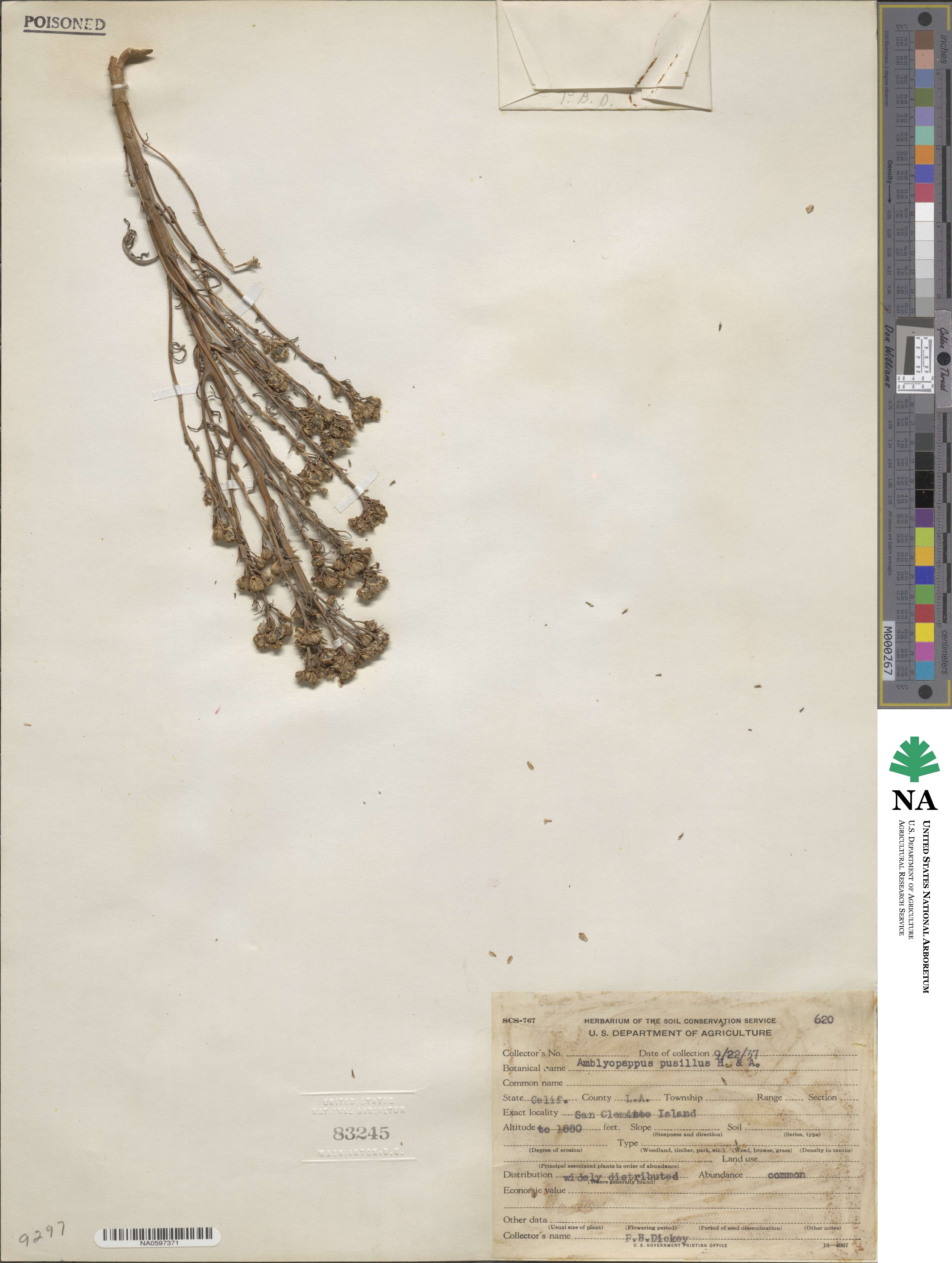 Amblyopappus pusillus image